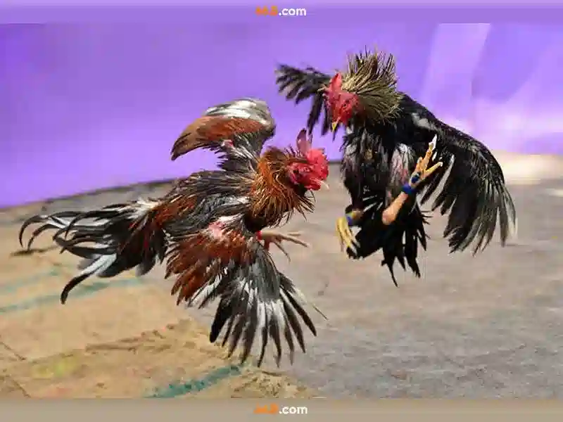 64b 66b: Hành trình thương hiệu và trải nghiệm người dùng